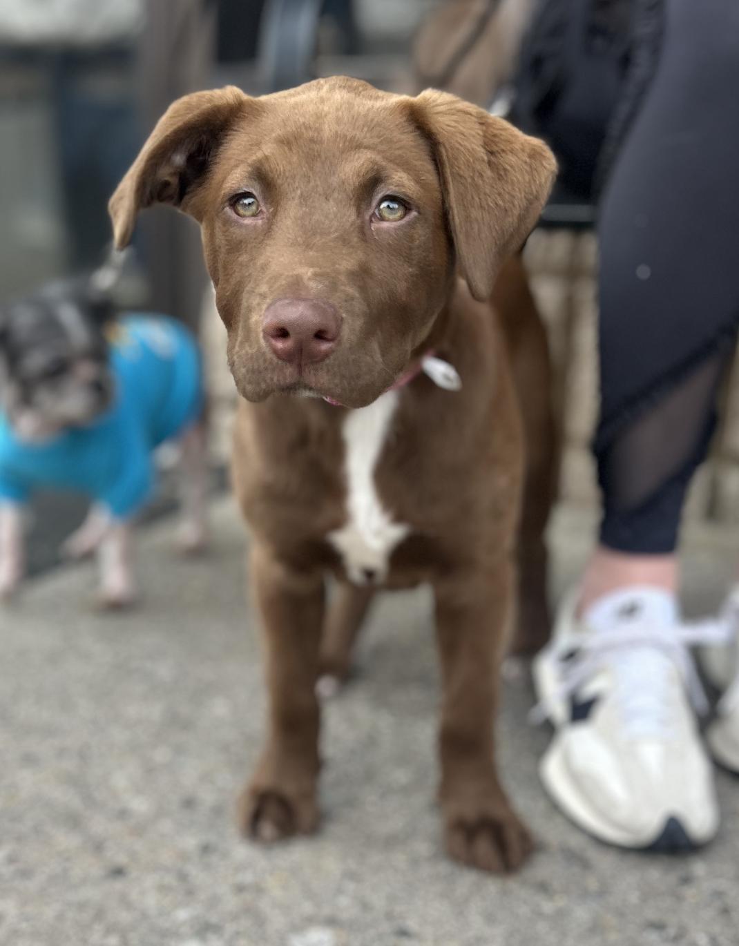 Enlarge Adessi, an adopted mixed breed in Mahwah, NJ image 1/6