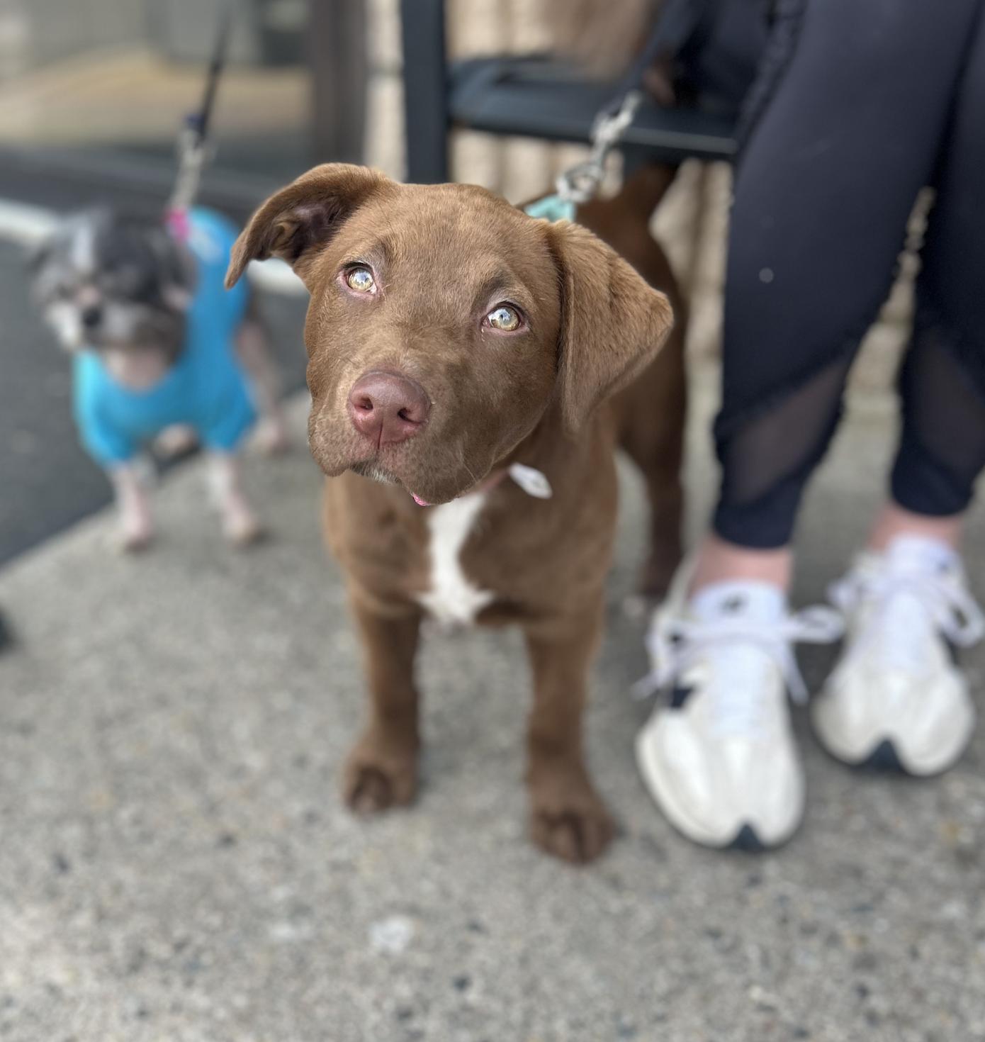 Enlarge Adessi, an adopted mixed breed in Mahwah, NJ image 6/6