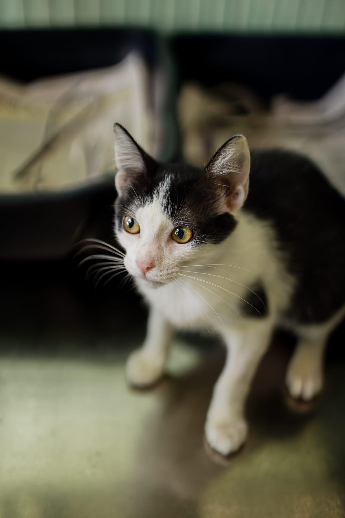 Enlarge Meek, an adopted Domestic Short Hair in Windsor Locks, CT image 5/6