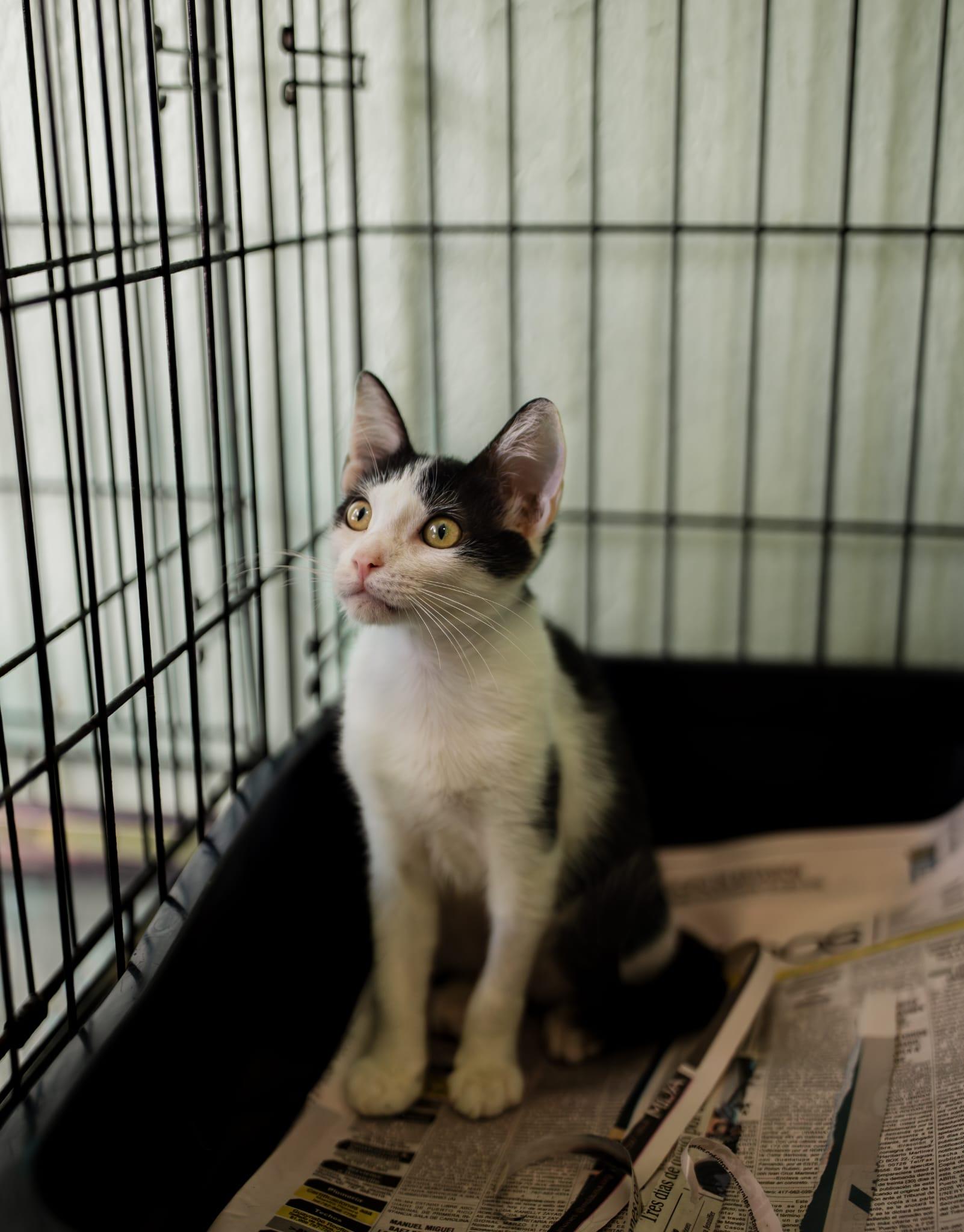 Enlarge Meek, an adopted Domestic Short Hair in Windsor Locks, CT image 3/6