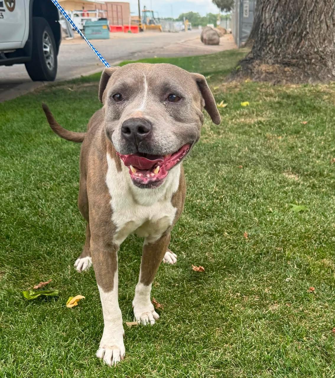 Enlarge Alfalfa, a ADOPTABLE Pit Bull Terrier in Oakdale, CA image 1/1