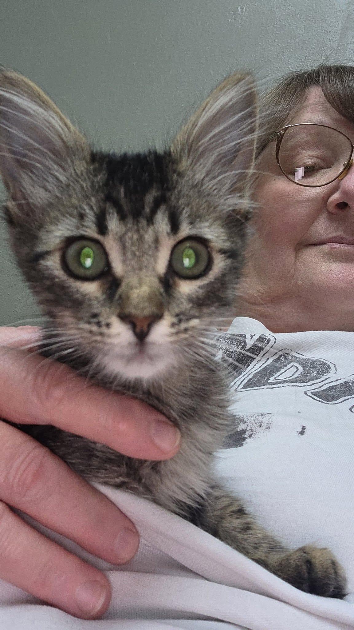 Enlarge Polly, a Adoptable Tabby in Grand Prairie, TX image 5/6