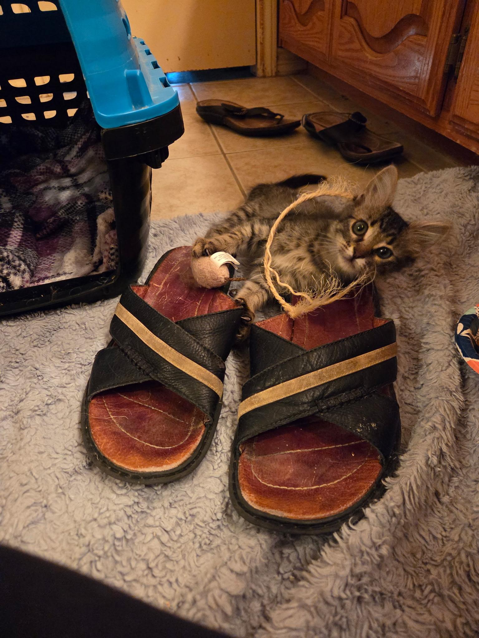 Enlarge Polly, a Adoptable Tabby in Grand Prairie, TX image 2/6