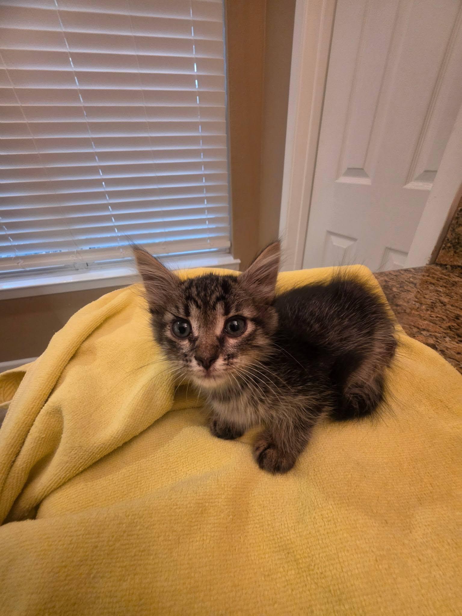 Enlarge Polly, a Adoptable Tabby in Grand Prairie, TX image 6/6
