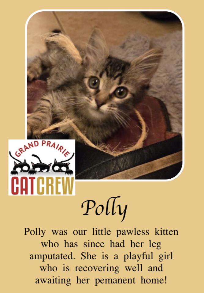 Enlarge Polly, a Adoptable Tabby in Grand Prairie, TX image 1/6