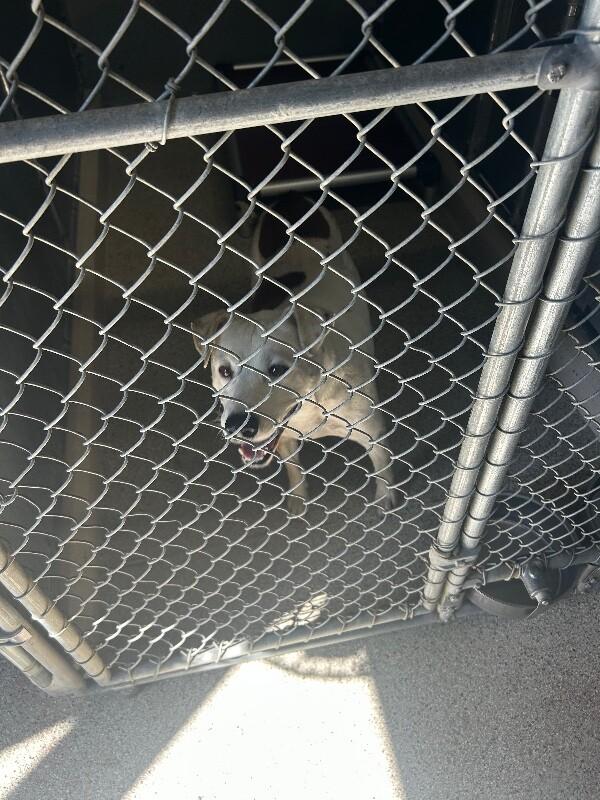 Luke, Adoptable, Adult Male Pit Bull Terrier & Mixed Breed.