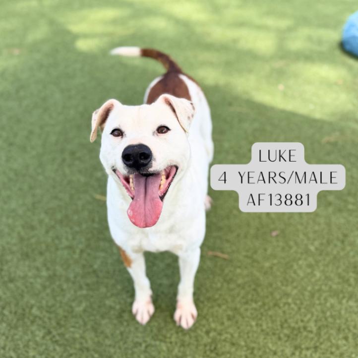 Enlarge Luke, a Adoptable mixed breed in Supply, NC image 2/2