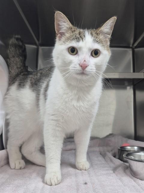 BISCUIT, Adoptable, Young Male Domestic Short Hair.