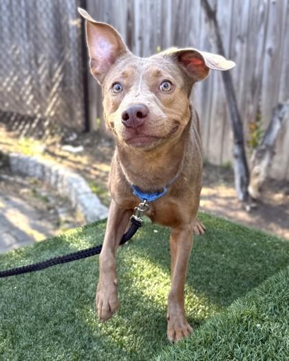 Aubry, a Adoptable mixed breed in Washington, DC image 1/3