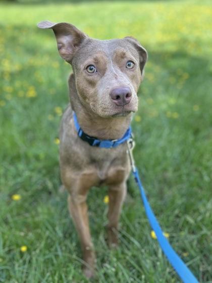 Aubry, a Adoptable mixed breed in Washington, DC image 2/3