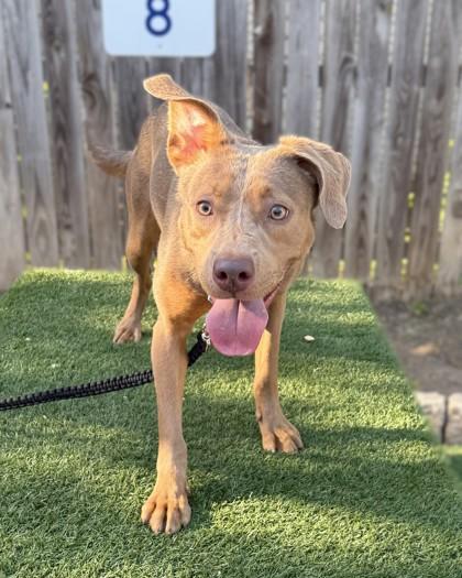 Aubry, a Adoptable mixed breed in Washington, DC image 3/3