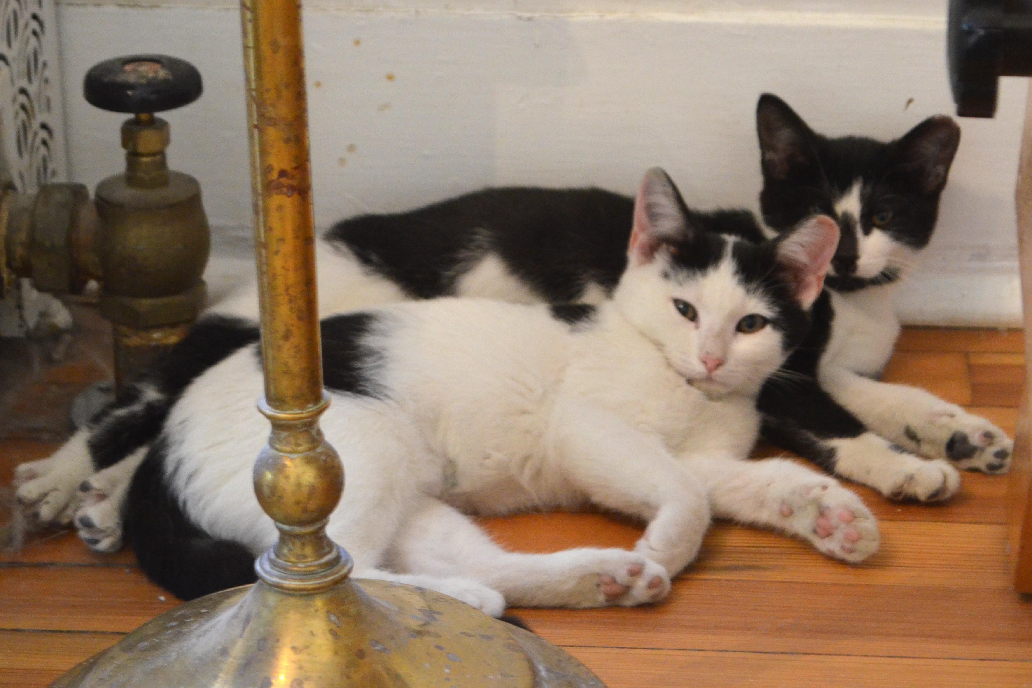 Smile!, a Adoptable Domestic Short Hair in South Orange, NJ image 2/5