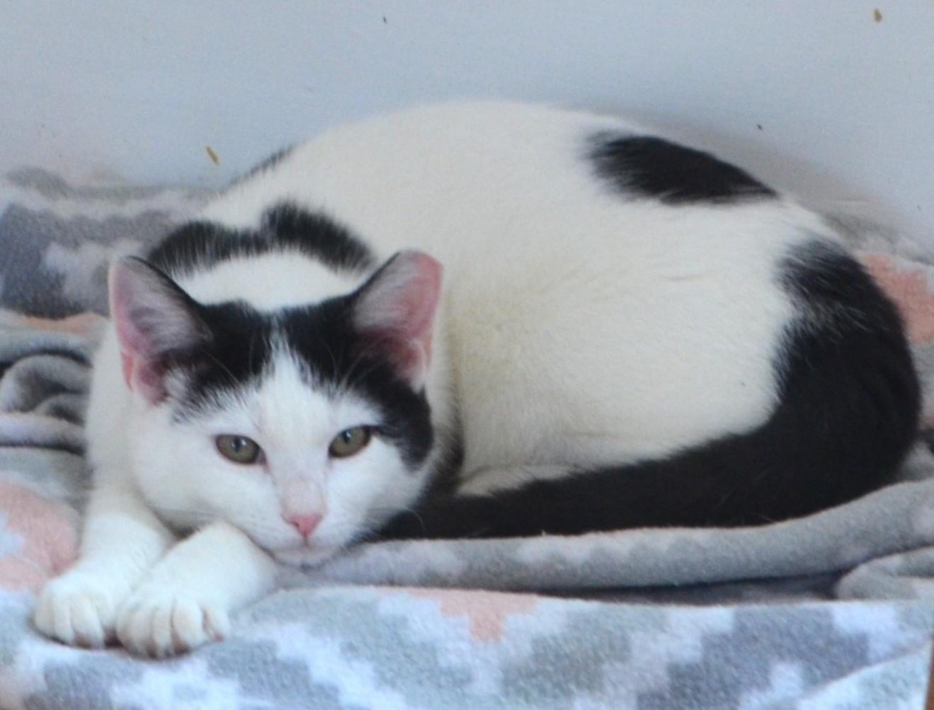 Smile!, a Adoptable Domestic Short Hair in South Orange, NJ image 5/5