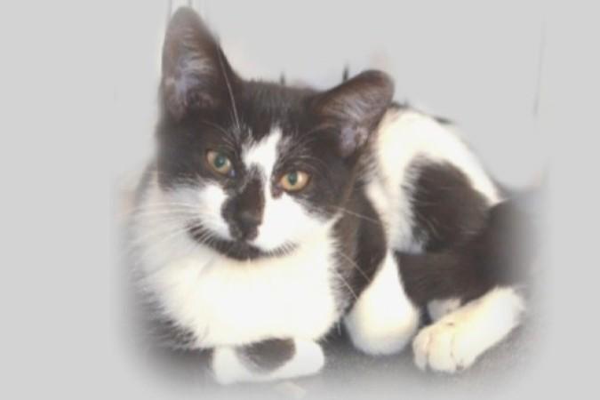 Smile!, a Adoptable Domestic Short Hair in South Orange, NJ image 1/5