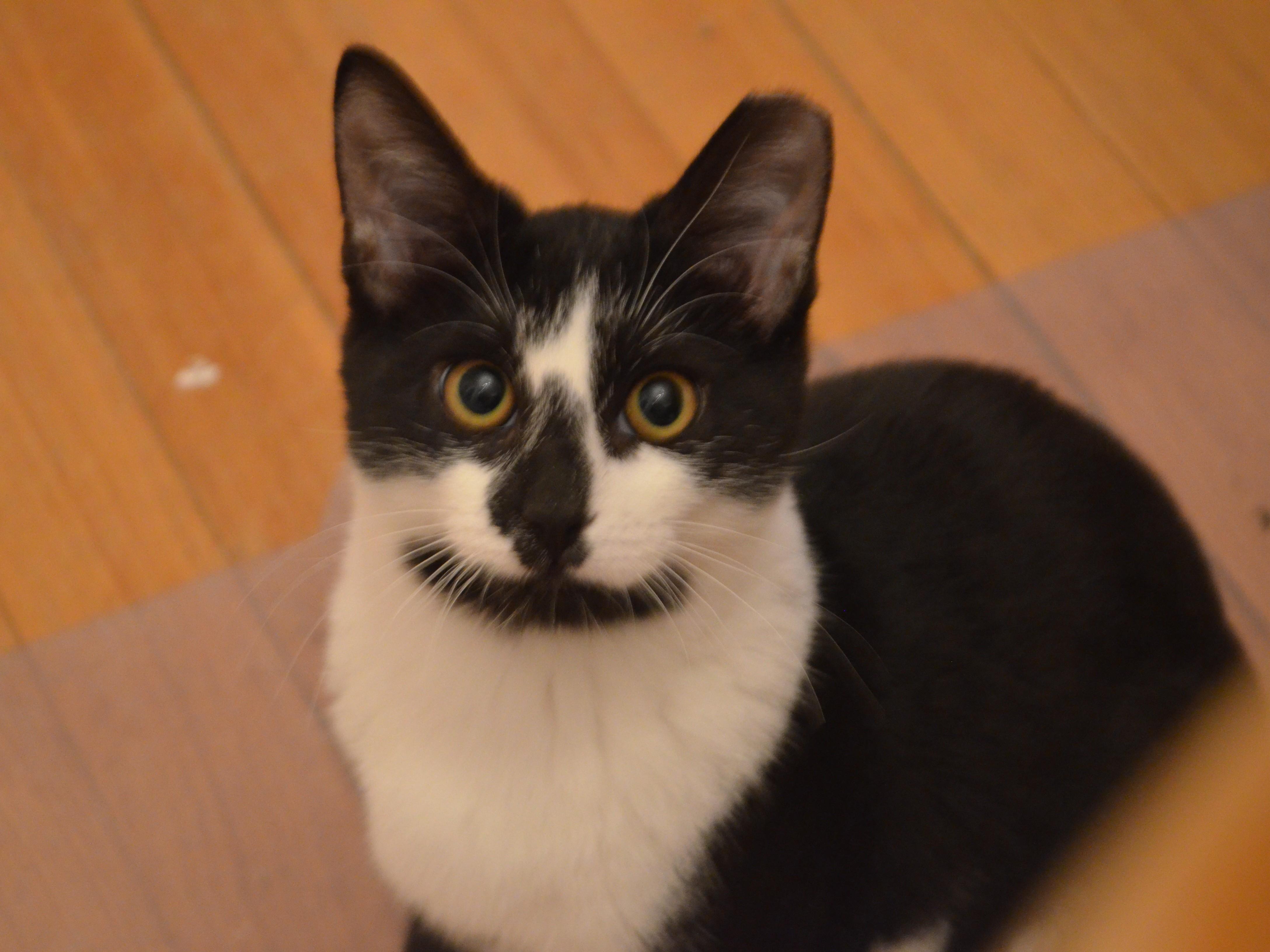 Smile!, a Adoptable Domestic Short Hair in South Orange, NJ image 3/5