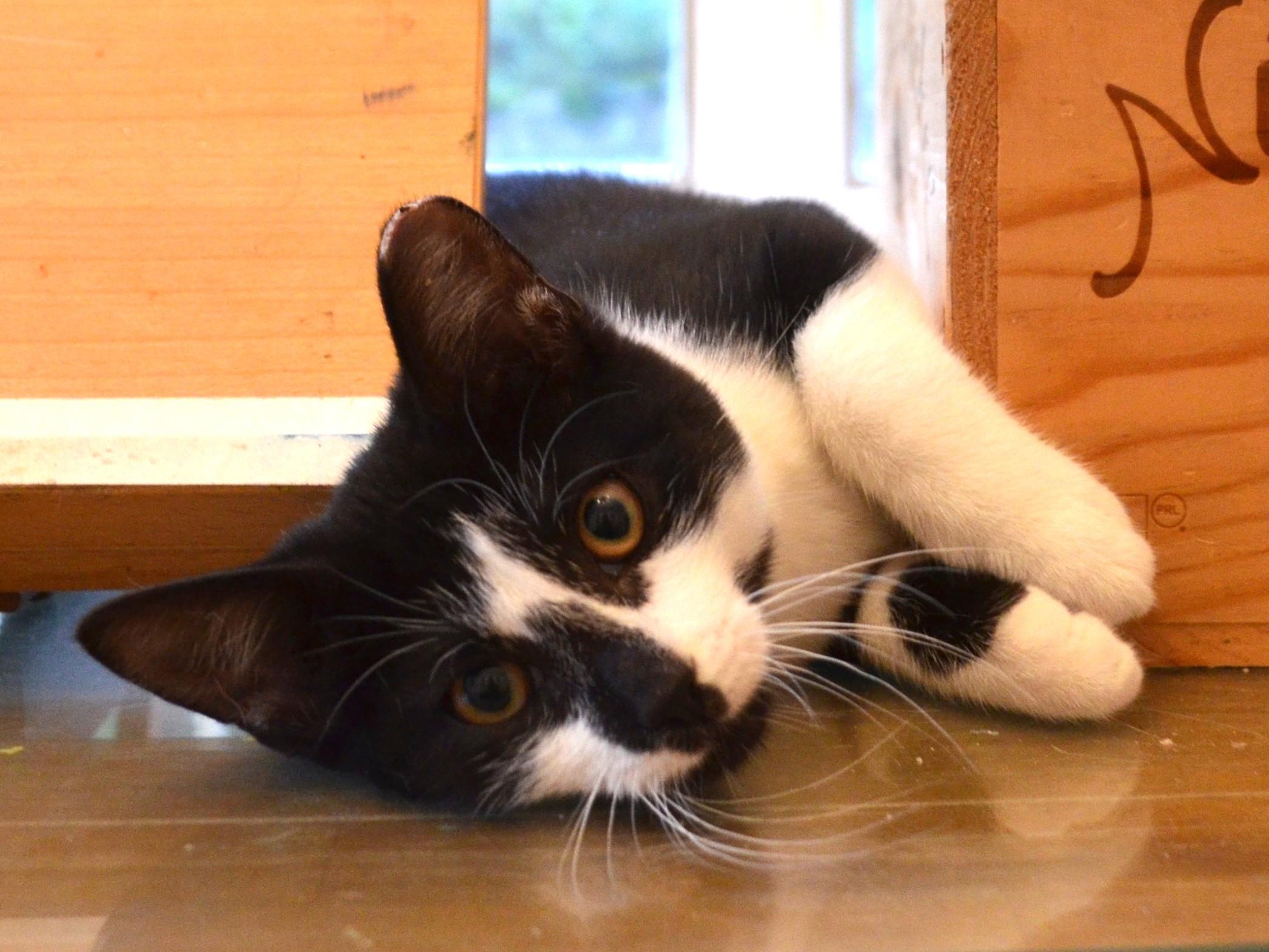 Smile!, a Adoptable Domestic Short Hair in South Orange, NJ image 4/5