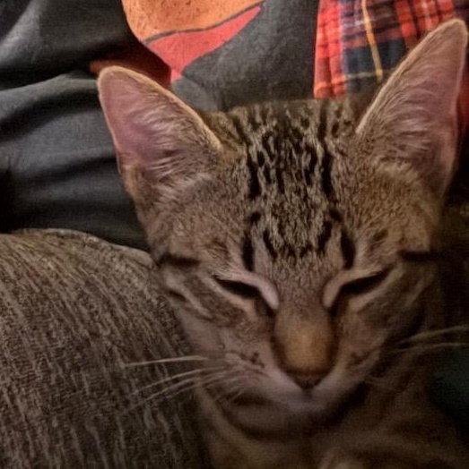 Enlarge Ramona, a ADOPTABLE Domestic Short Hair in Huntington, MA image 2/6