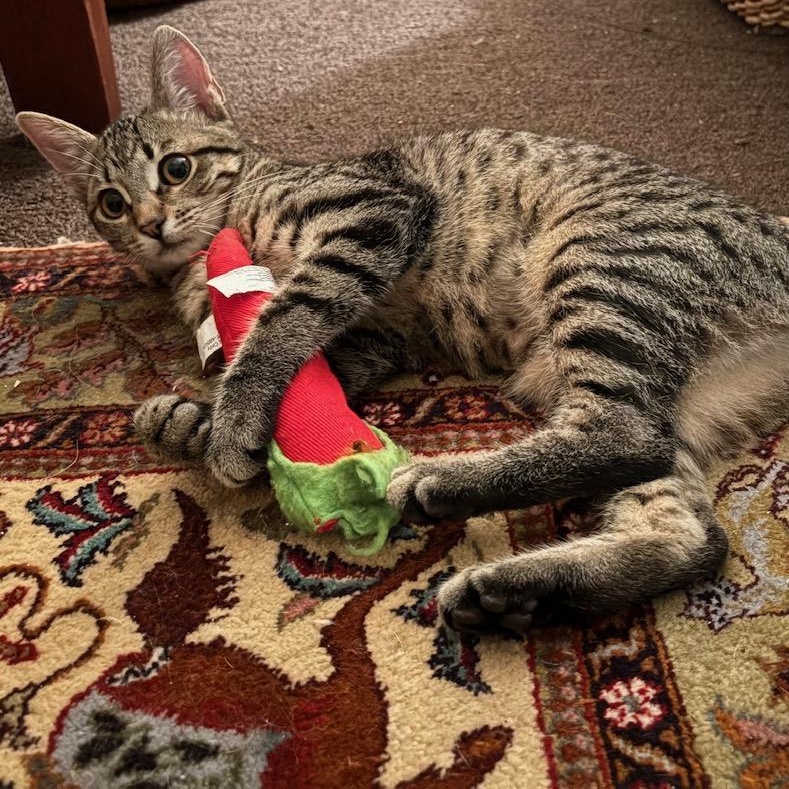 Enlarge Ramona, a ADOPTABLE Domestic Short Hair in Huntington, MA image 6/6
