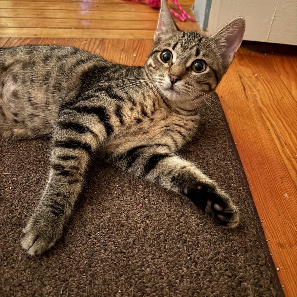 Enlarge Ramona, a ADOPTABLE Domestic Short Hair in Huntington, MA image 5/6