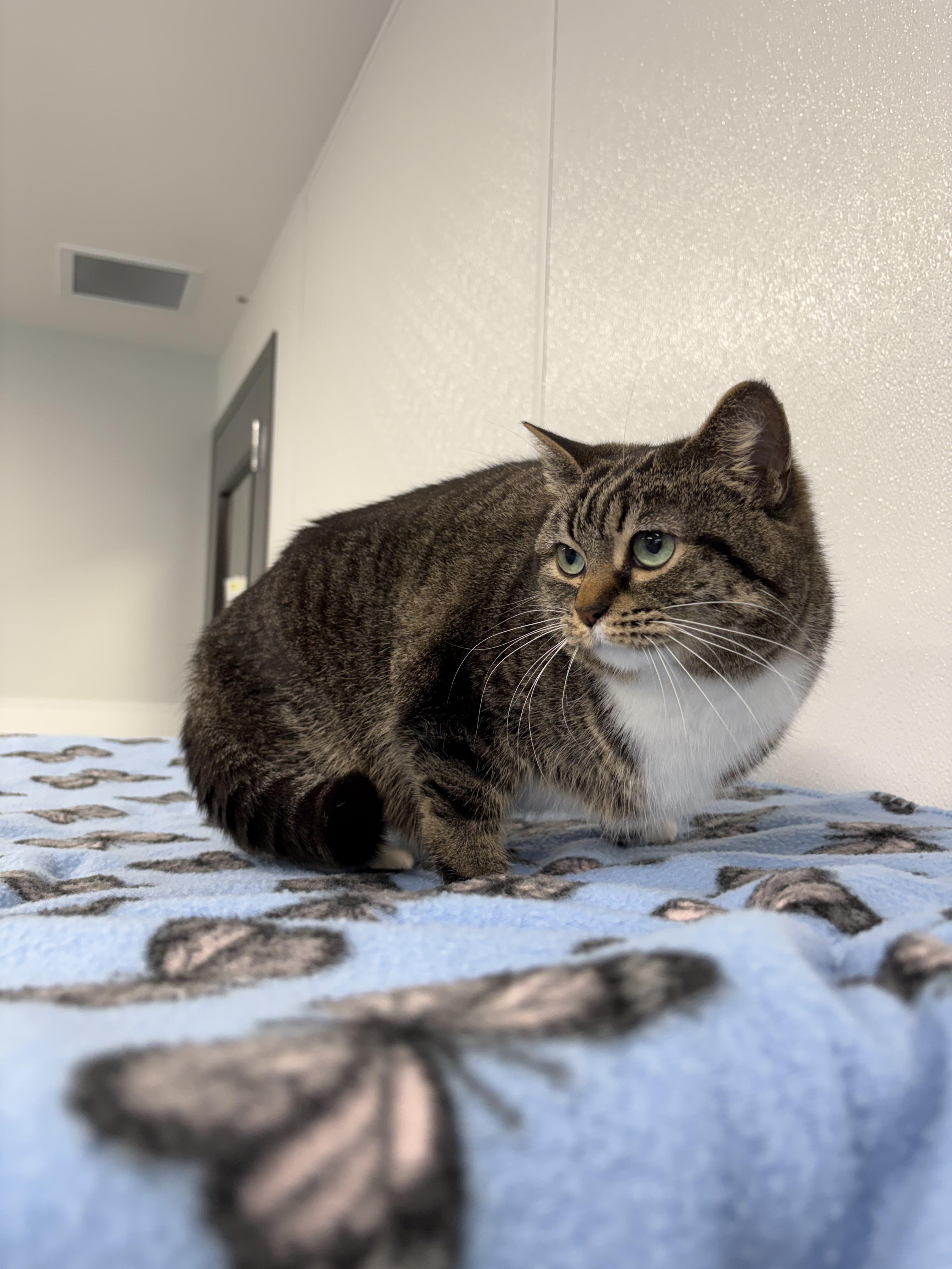 Enlarge Prada - At Pet Supplies Plus, a ADOPTABLE Domestic Short Hair in Kalamazoo, MI image 2/4
