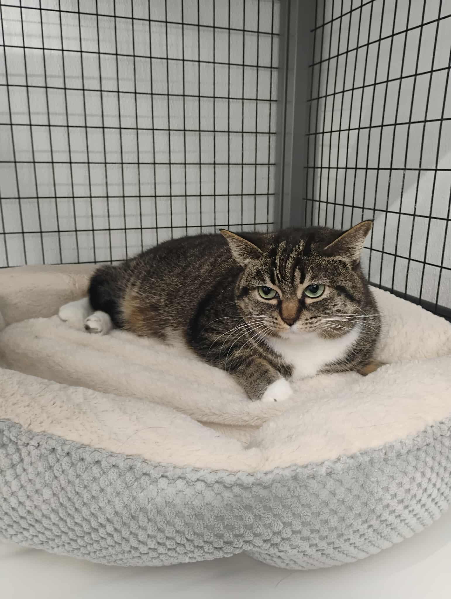 Enlarge Prada - At Pet Supplies Plus, a ADOPTABLE Domestic Short Hair in Kalamazoo, MI image 4/4
