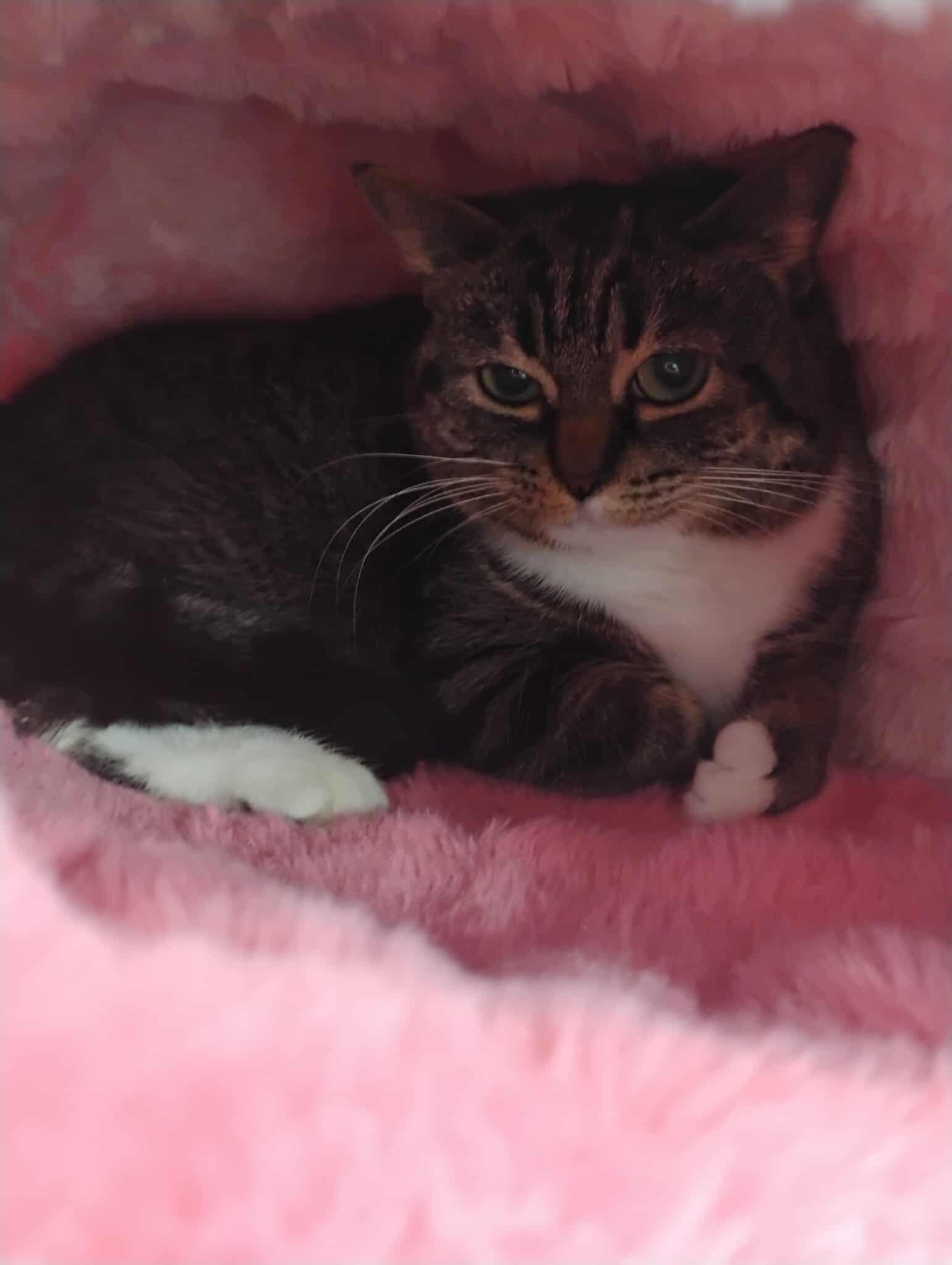 Enlarge Prada - At Pet Supplies Plus, a ADOPTABLE Domestic Short Hair in Kalamazoo, MI image 3/4