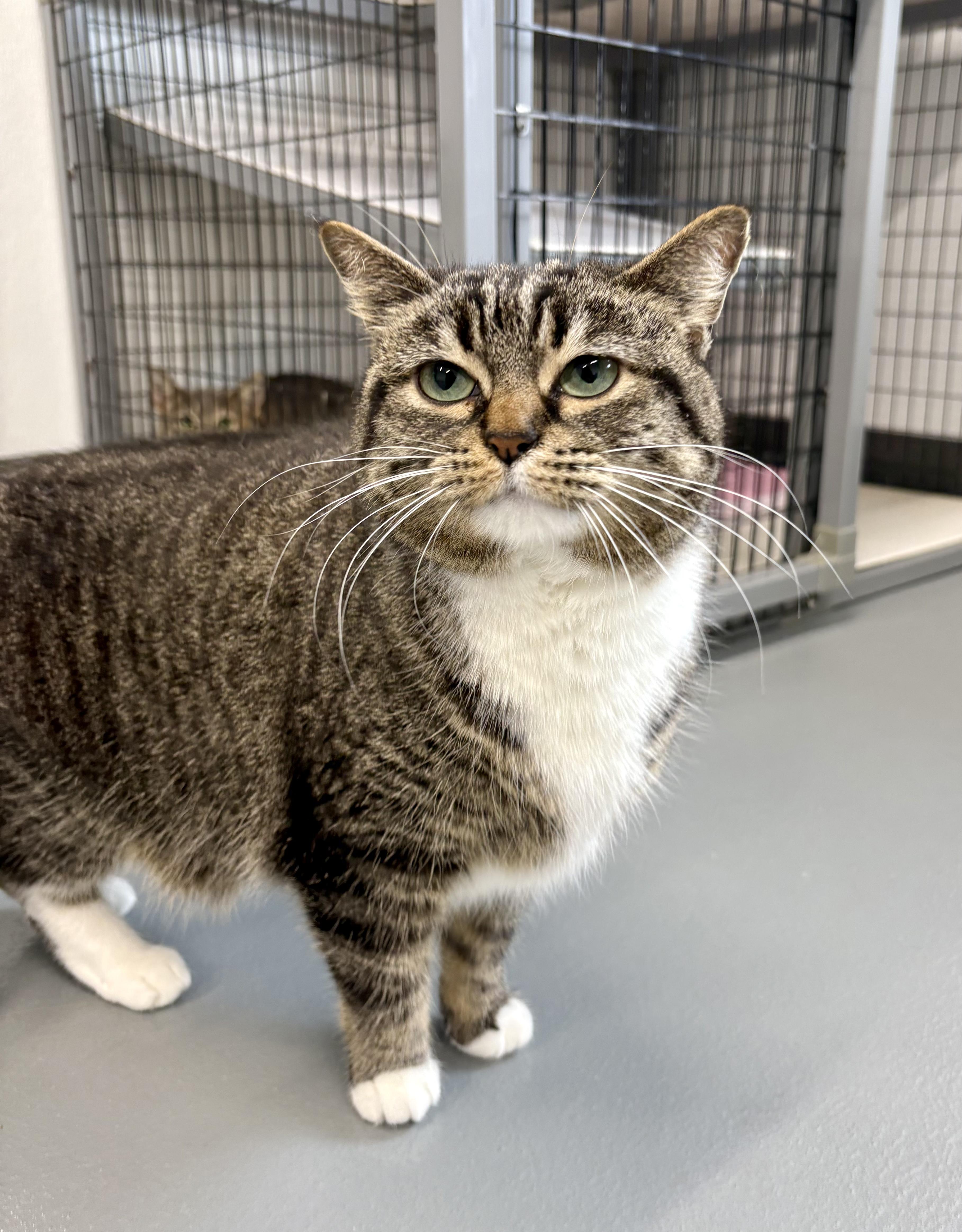 Prada - At Pet Supplies Plus, ADOPTABLE, Adult Female Domestic Short Hair.