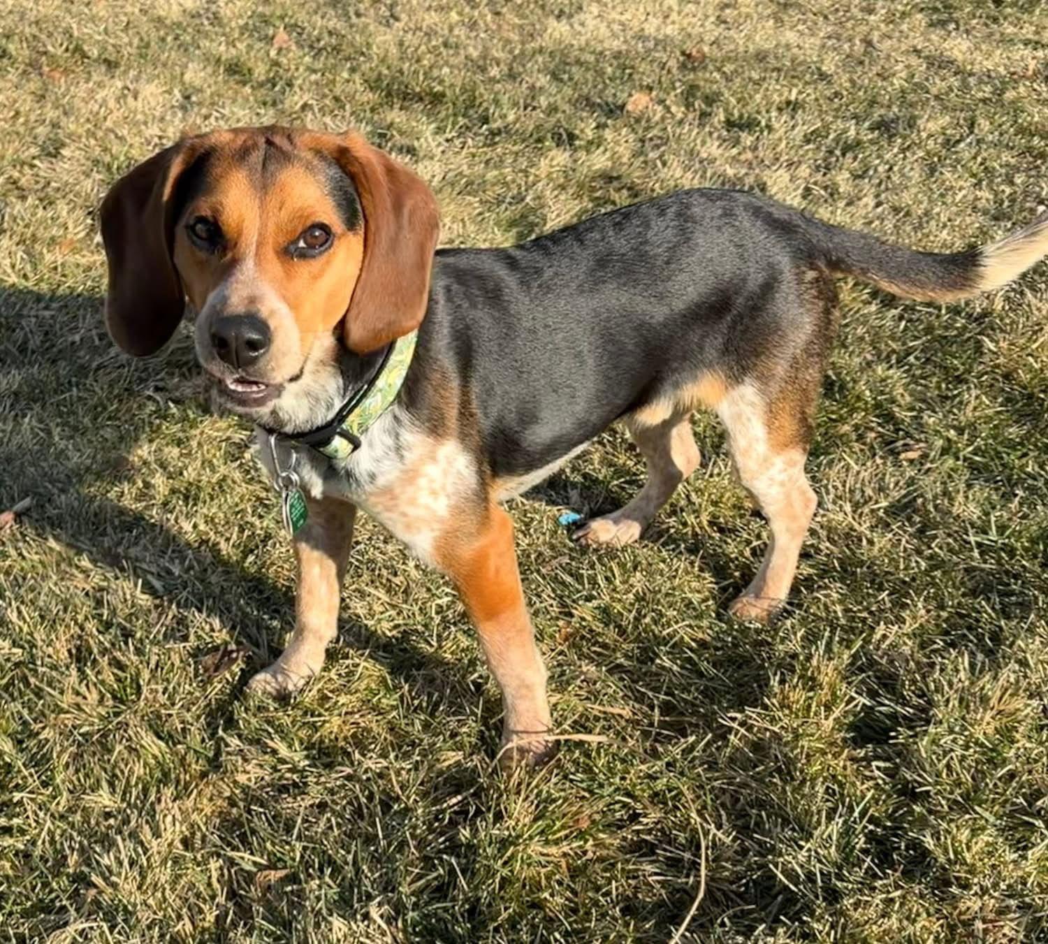 Enlarge Woody, a Adoptable Beagle in Elizabethtown, PA image 1/3