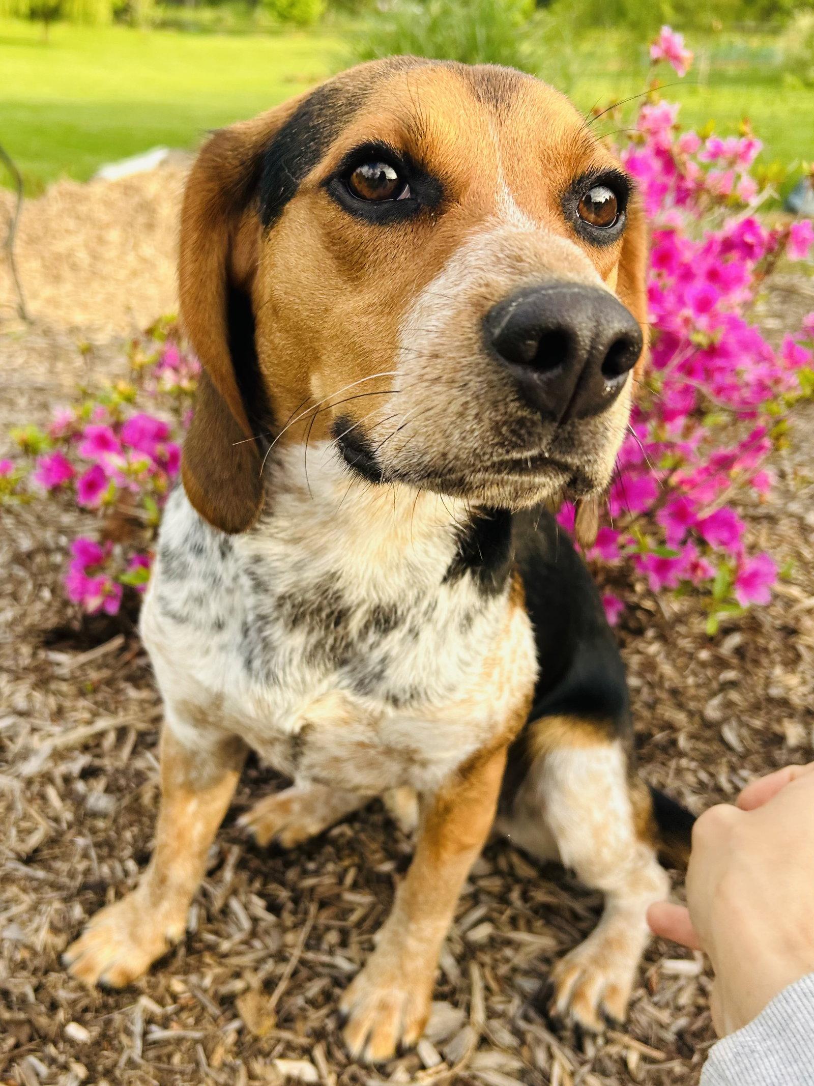 Enlarge Woody, a Adoptable Beagle in Elizabethtown, PA image 2/3