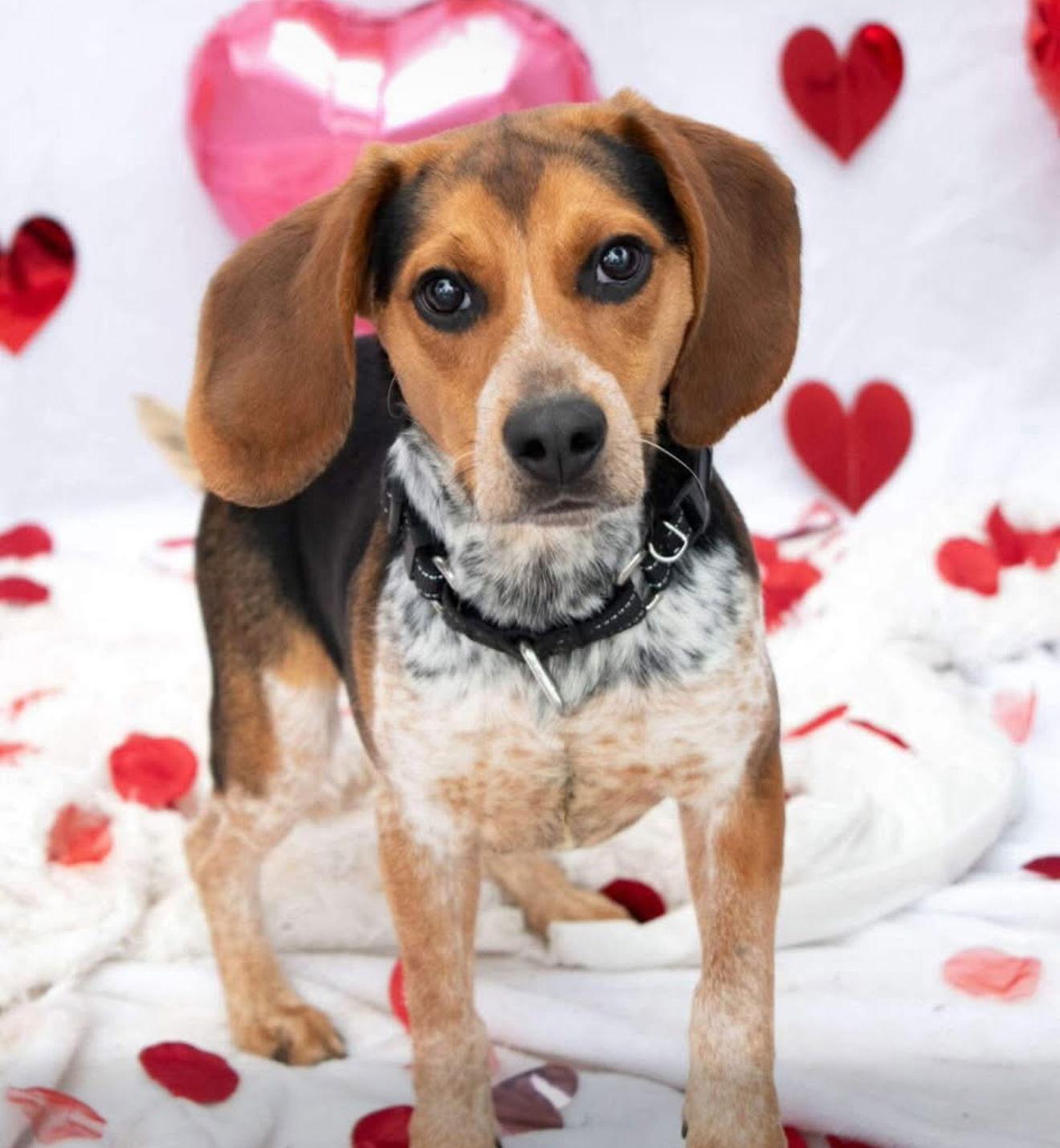 Enlarge Woody, a Adoptable Beagle in Elizabethtown, PA image 3/3