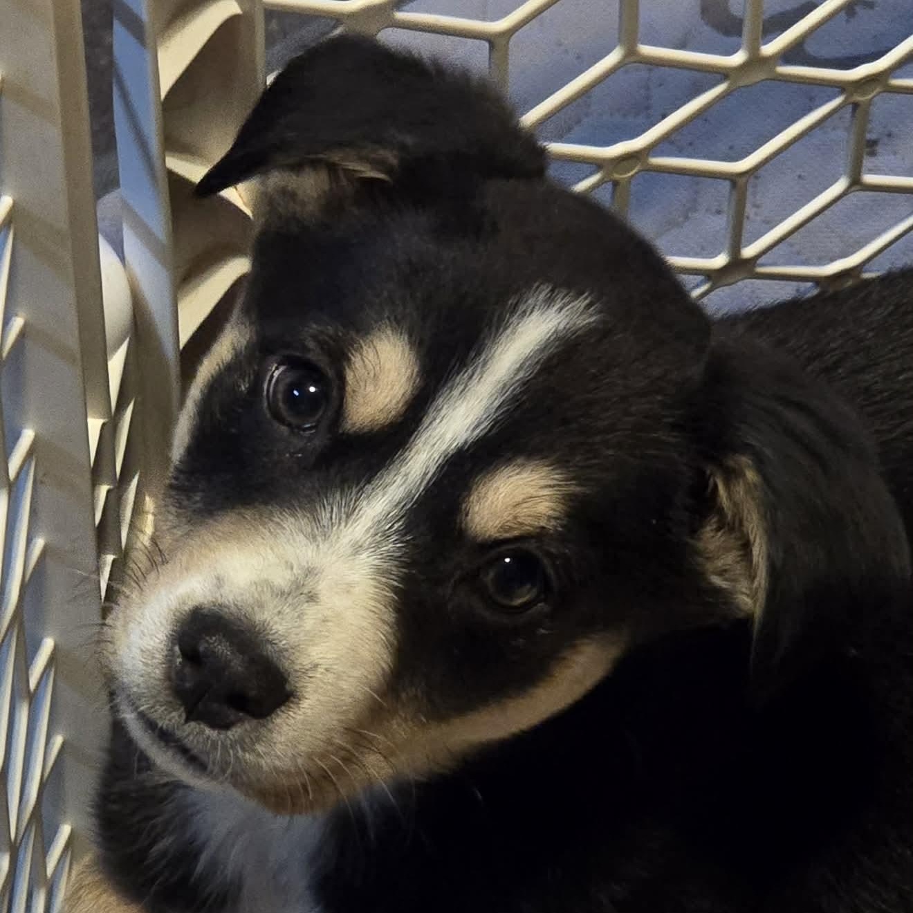 Enlarge Soren, a ADOPTABLE Mixed Breed in Kenosha, WI image 3/4