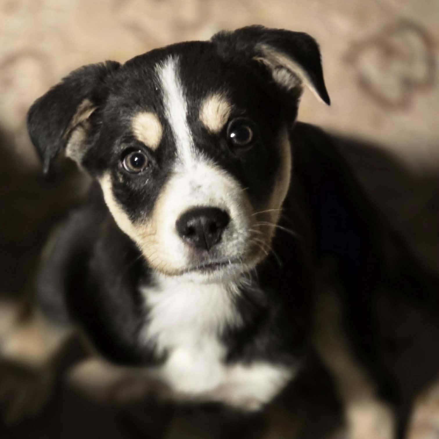 Soren, ADOPTABLE, Puppy Male Mixed Breed.