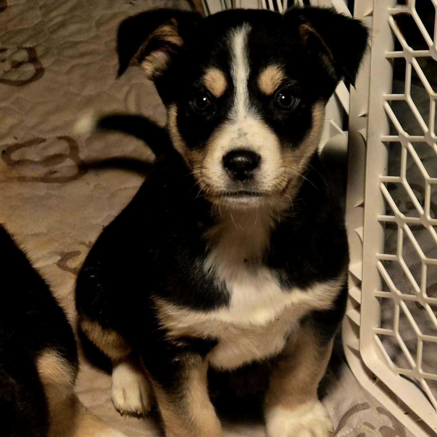 Enlarge Soren, a ADOPTABLE Mixed Breed in Kenosha, WI image 2/4