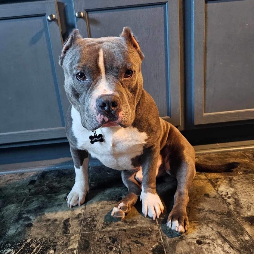 Grimm, Adoptable, Adult Male American Bully.