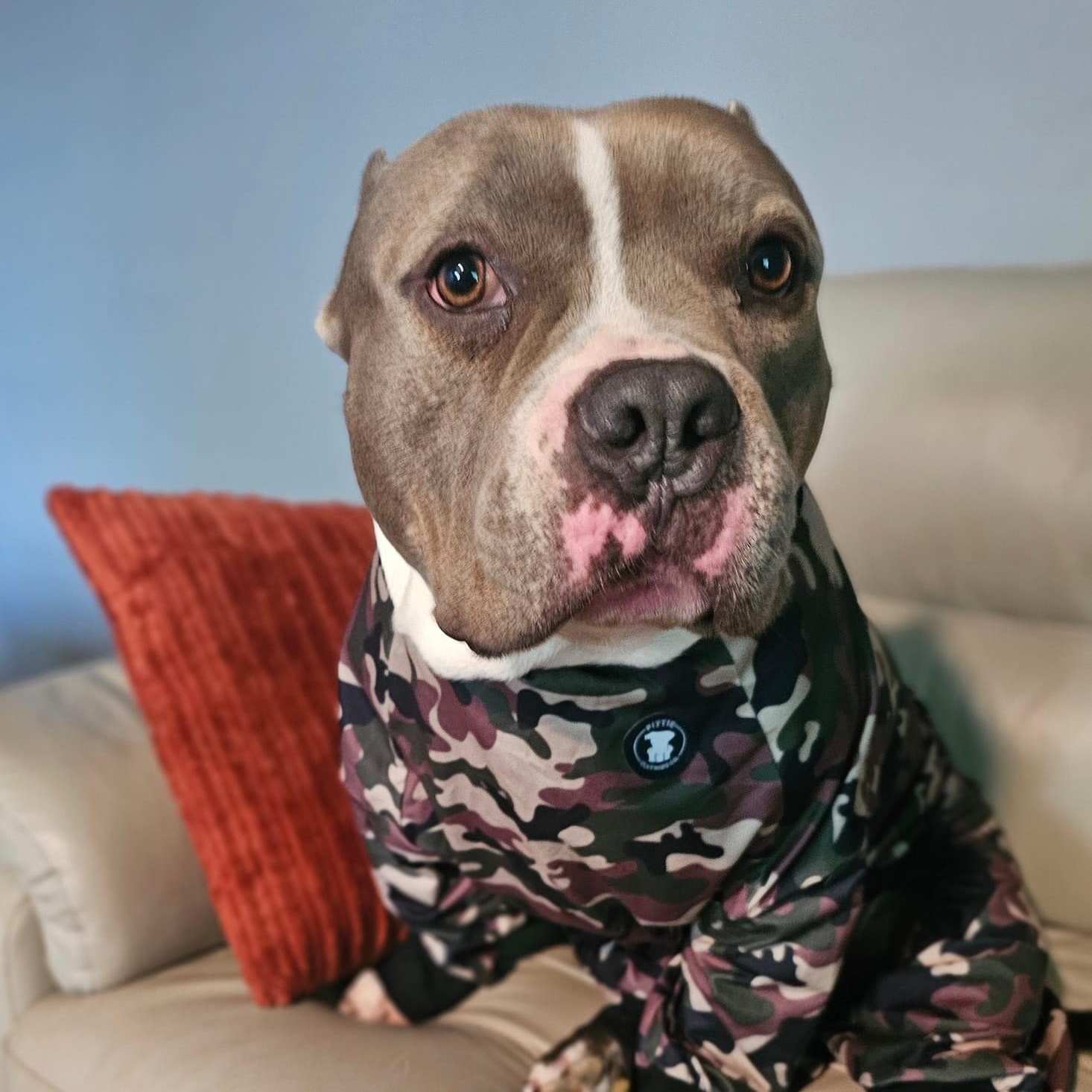 Grimm, a Adoptable American Bully in Westchester, IL image 3/6