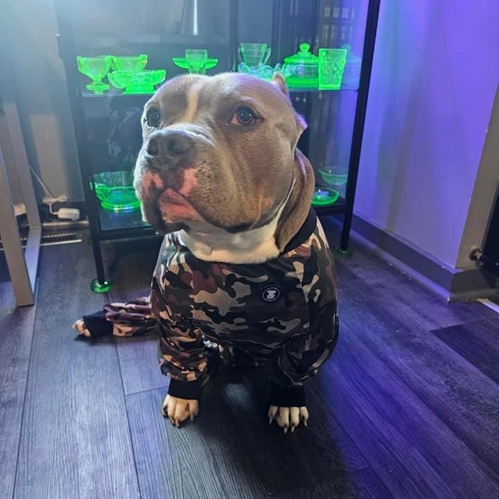 Grimm, a Adoptable American Bully in Westchester, IL image 6/6