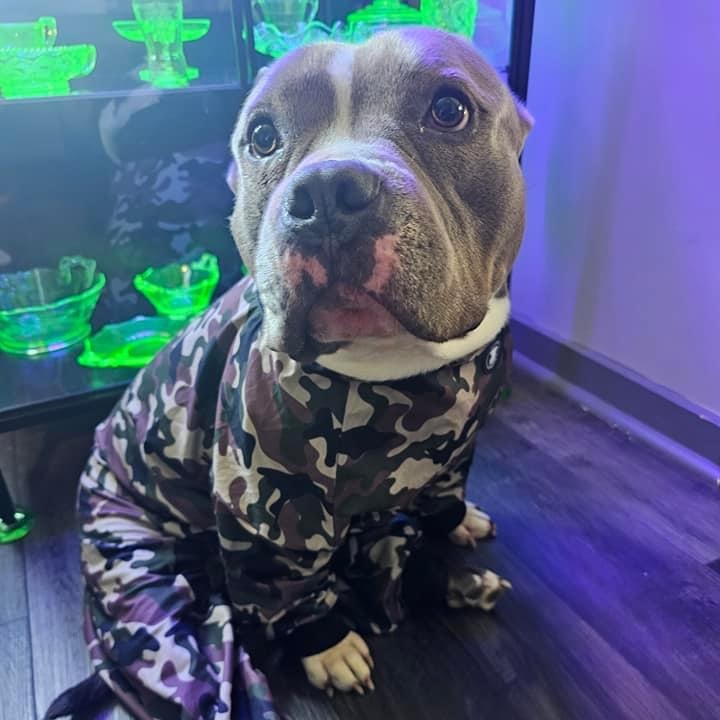 Grimm, a Adoptable American Bully in Westchester, IL image 4/6