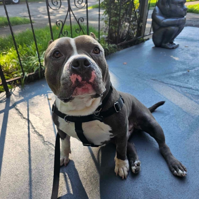 Grimm, a Adoptable American Bully in Westchester, IL image 5/6