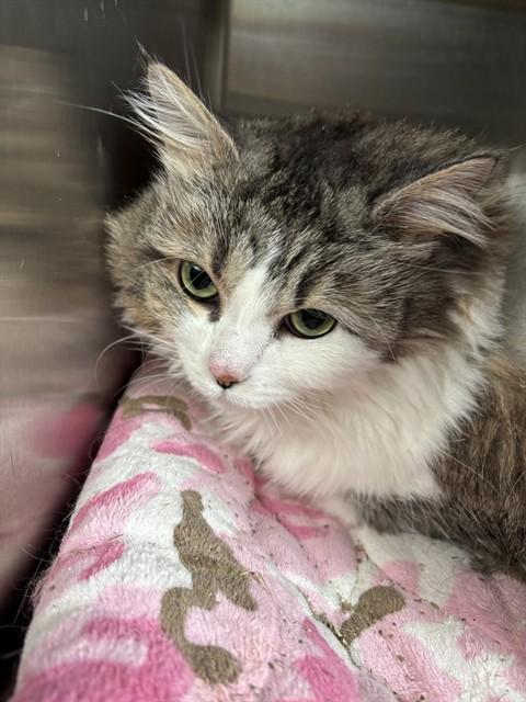 Enlarge MELISSA, a Adoptable Domestic Long Hair in Kalamazoo, MI image 1/1