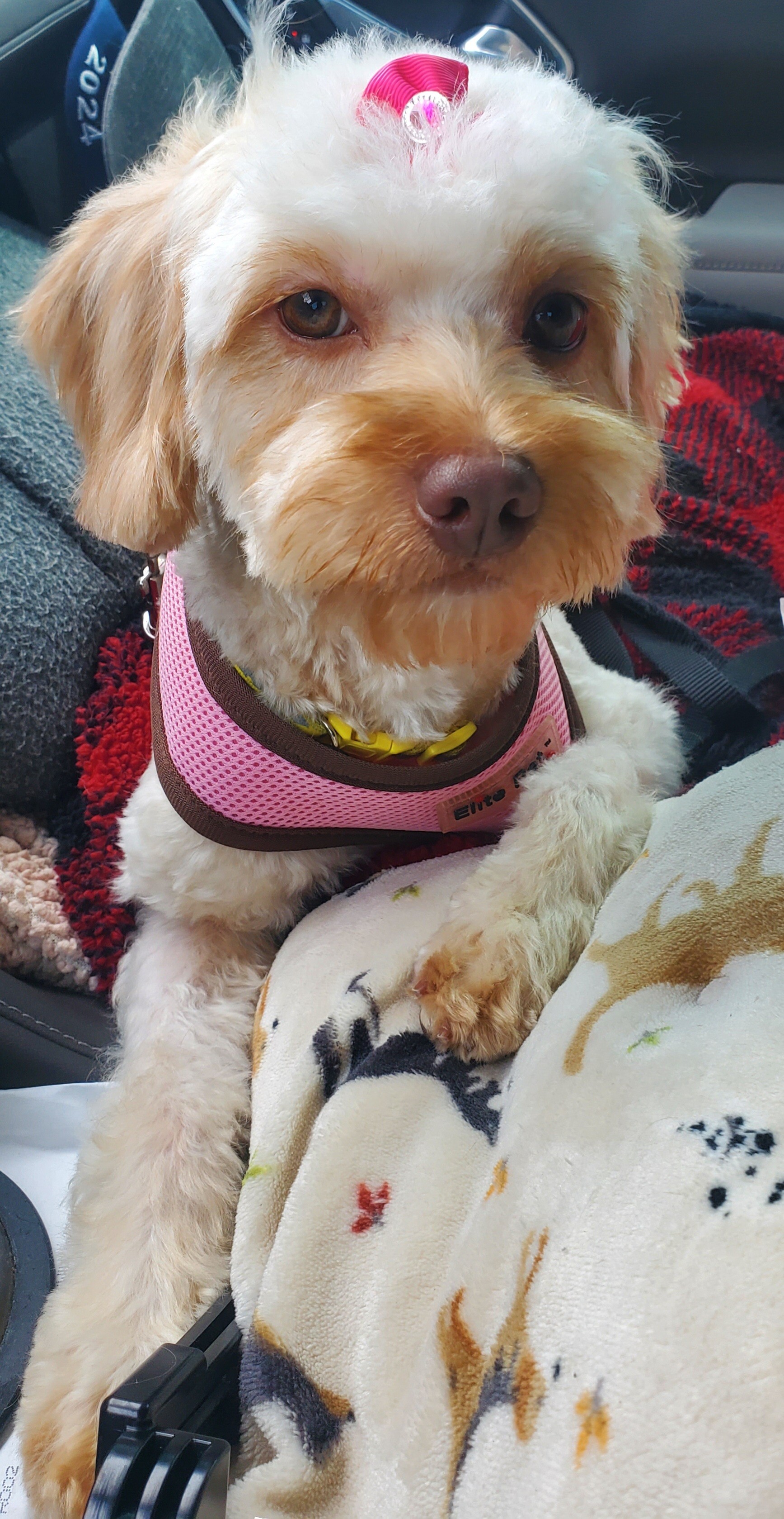 MOLLY, Adopted, Young Female Poodle (Toy).