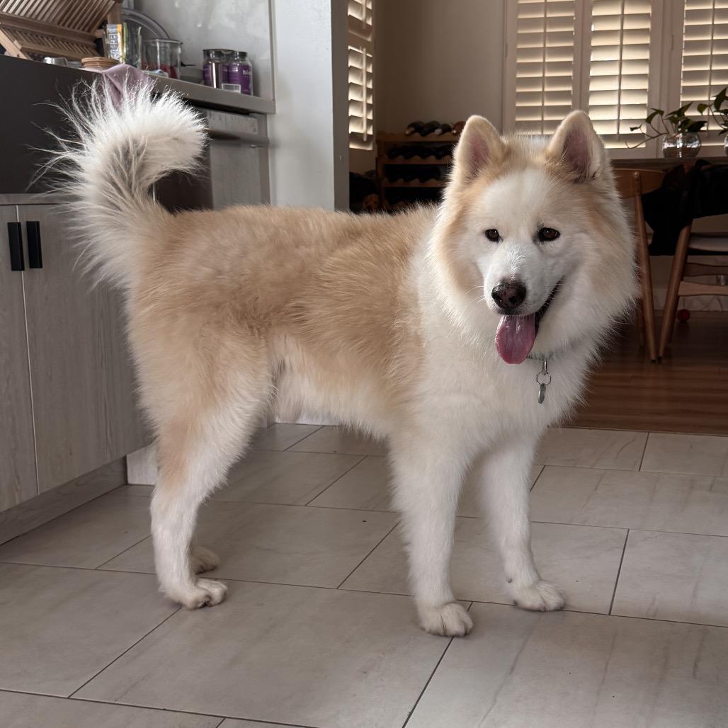 Mareep, Adoptable, Adult Male Samoyed & Husky.