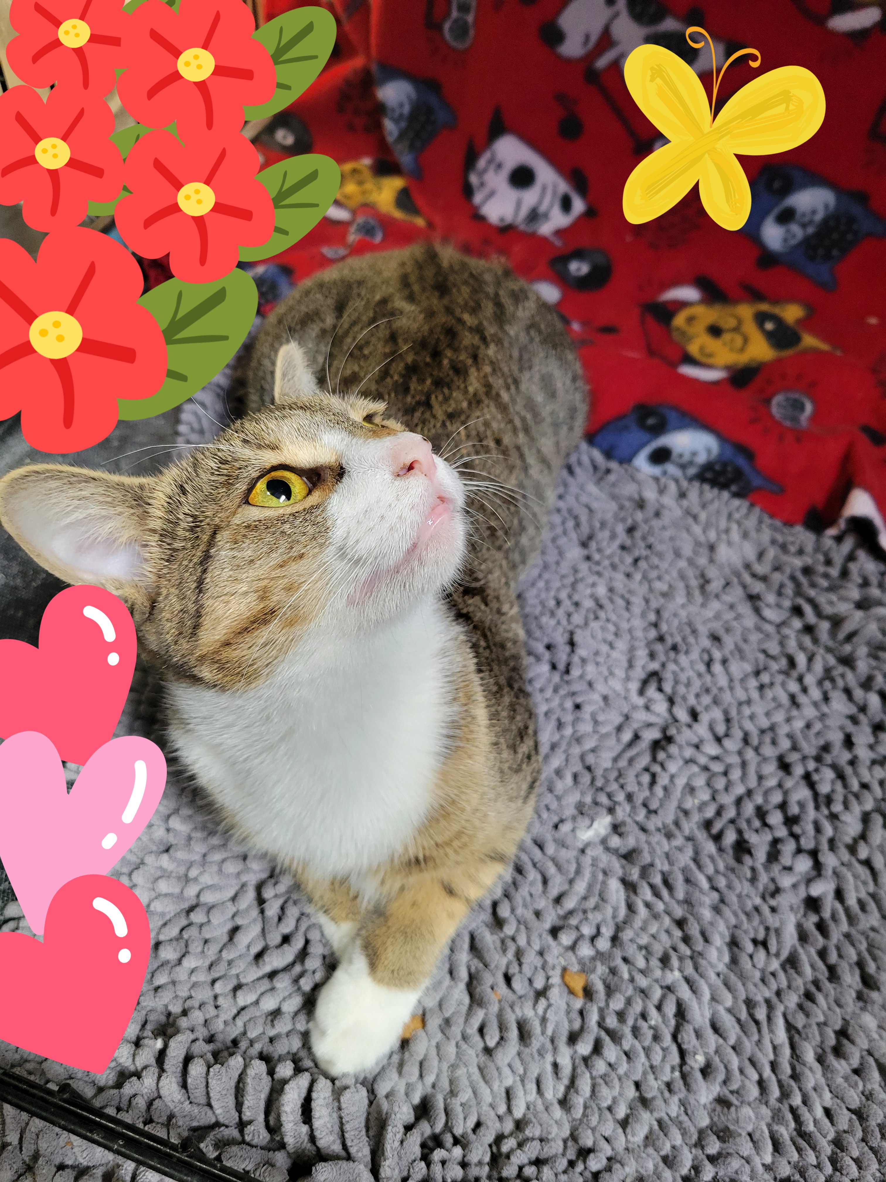 Rally, Young Female Domestic Short Hair