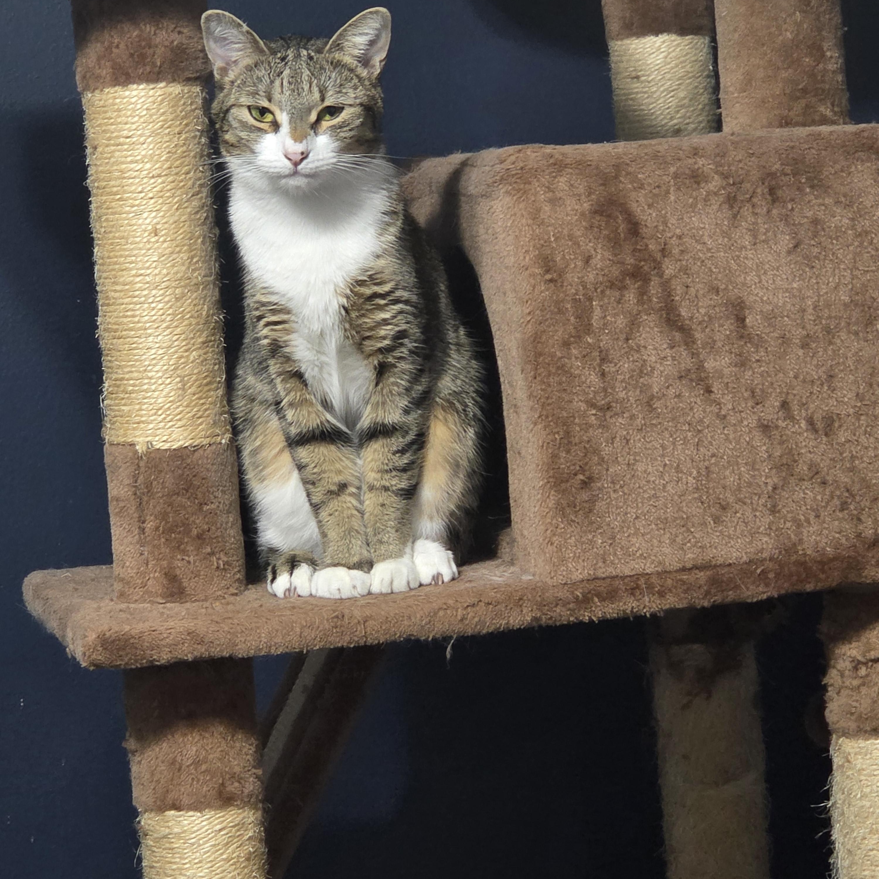 Rally, a Adoptable Domestic Short Hair in Orlando, FL image 3/5