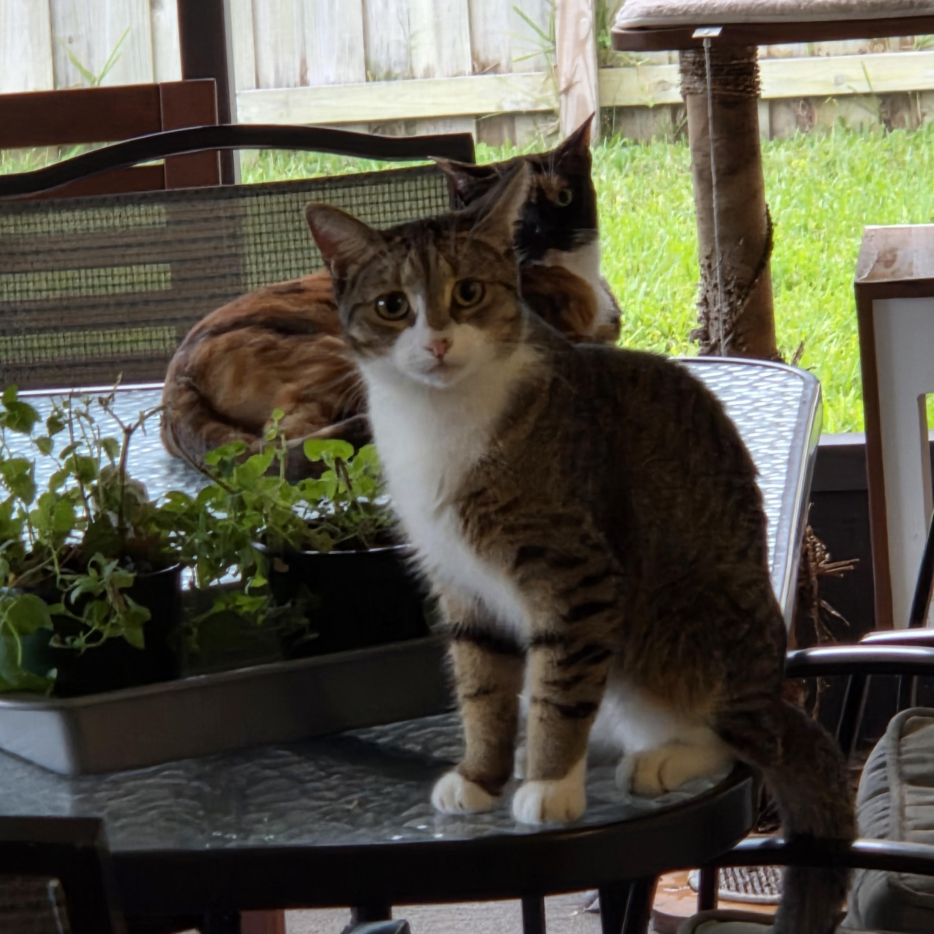 Rally, a Adoptable Domestic Short Hair in Orlando, FL image 1/5