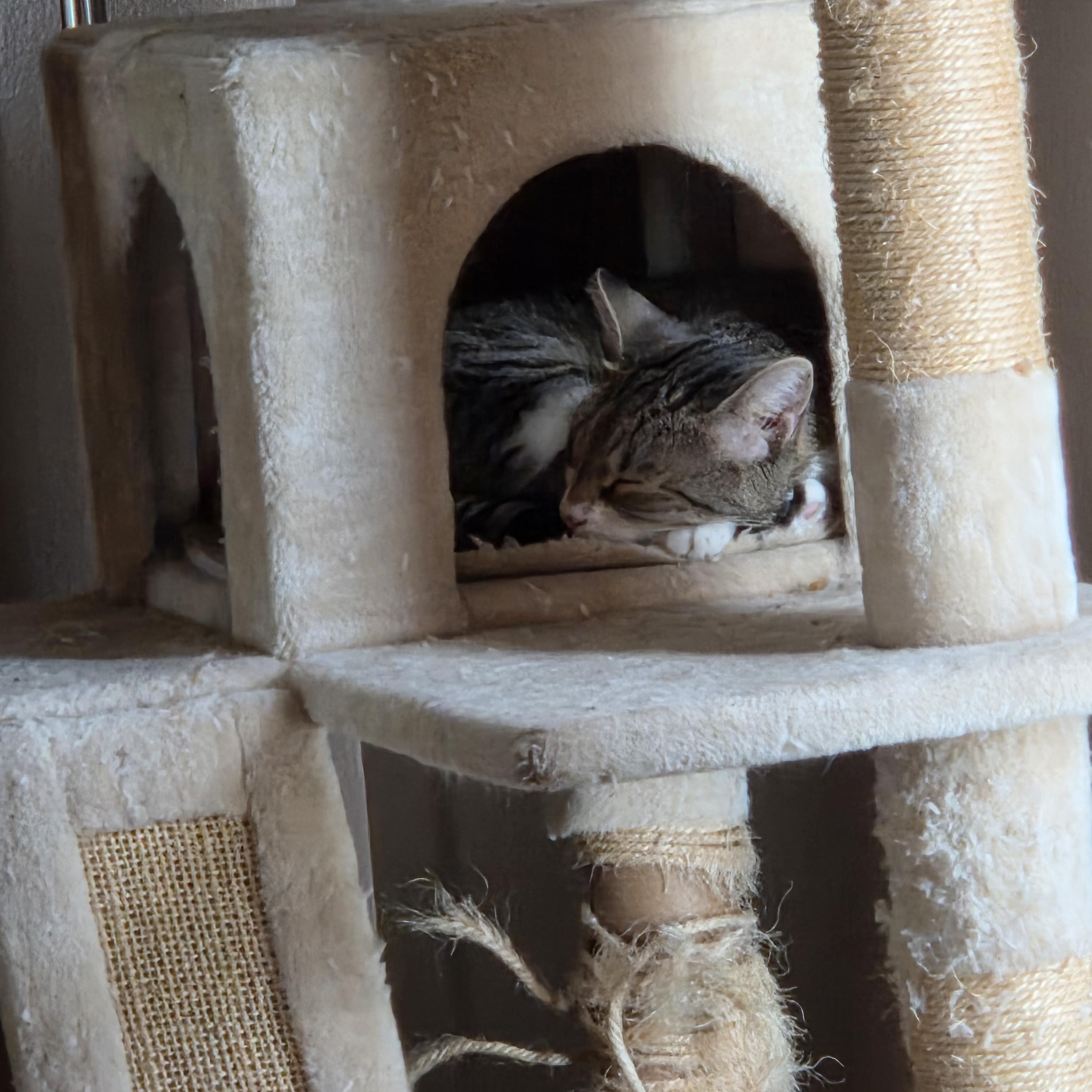 Rally, a Adoptable Domestic Short Hair in Orlando, FL image 4/5