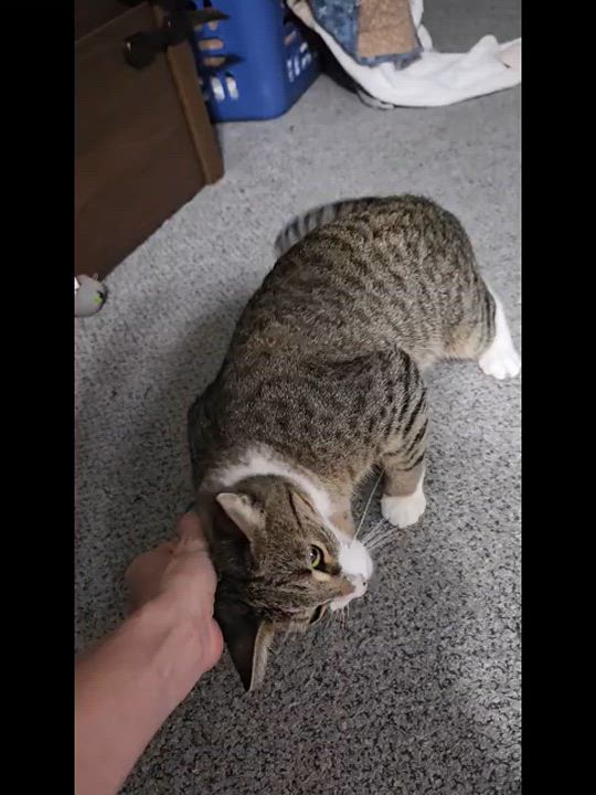 Enlarge Rally, a Adoptable Domestic Short Hair in Orlando, FL video 2/5