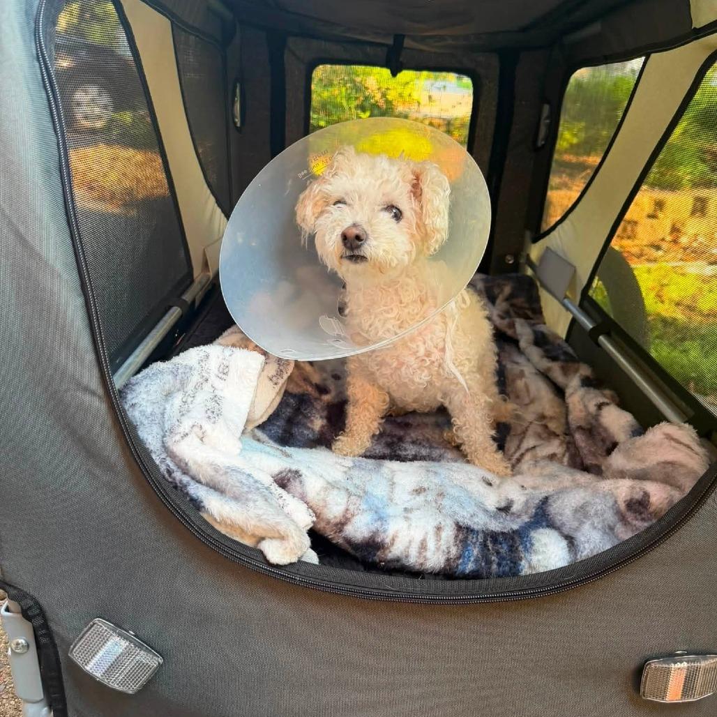 Kairi (Hospice Program), Adoptable, Senior Female Bichon Frise.
