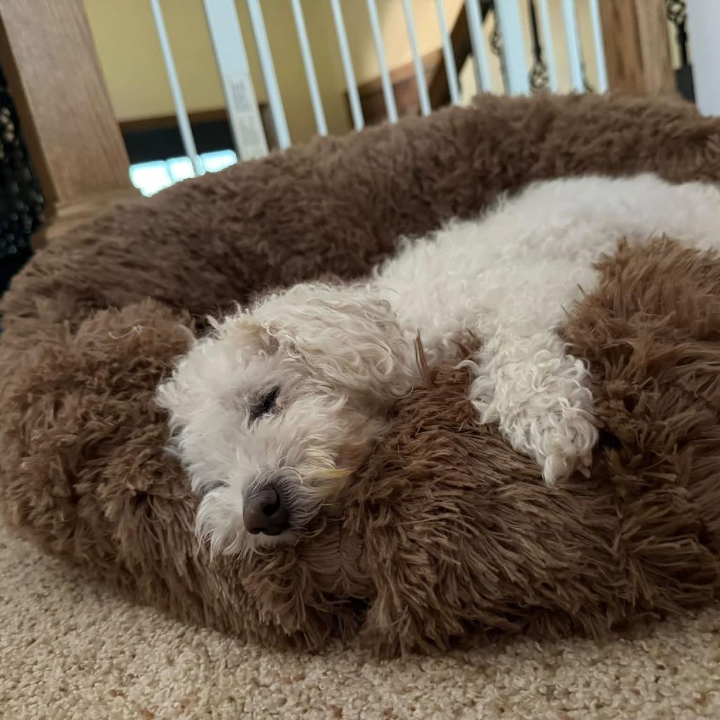 Kairi (Hospice Program), a Adoptable Bichon Frise in Saint Cloud, MN image 2/6