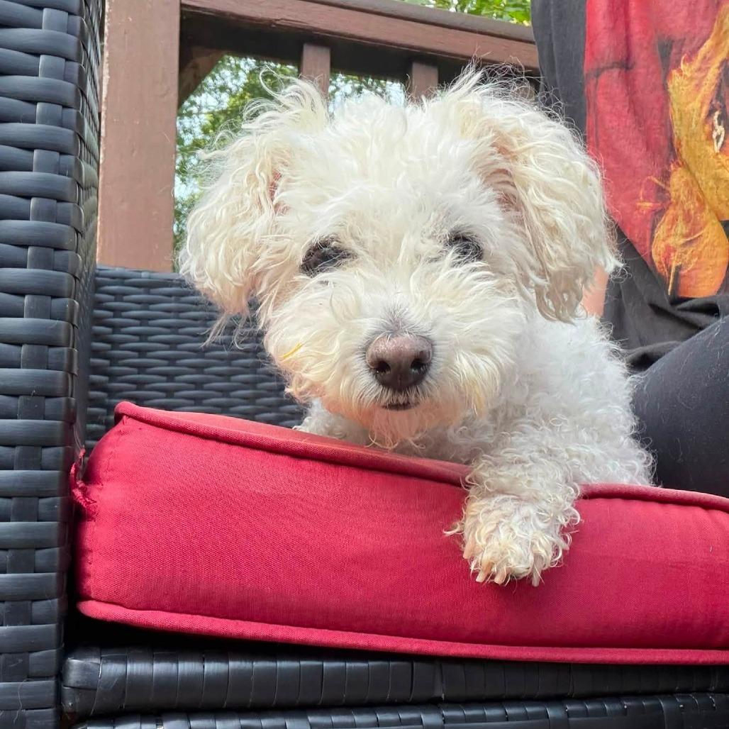 Kairi (Hospice Program), a Adoptable Bichon Frise in Saint Cloud, MN image 3/6