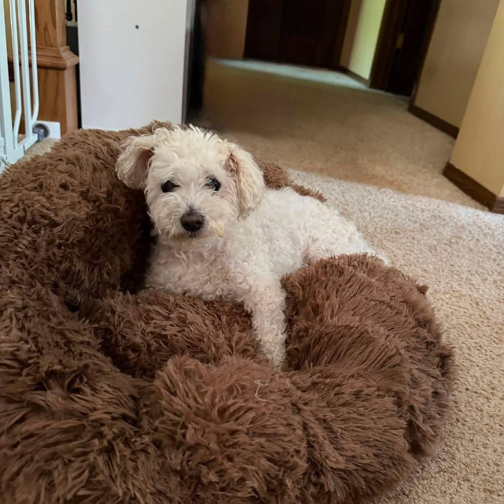 Enlarge Kairi (Hospice Program), a Adoptable Bichon Frise in Saint Cloud, MN image 4/6